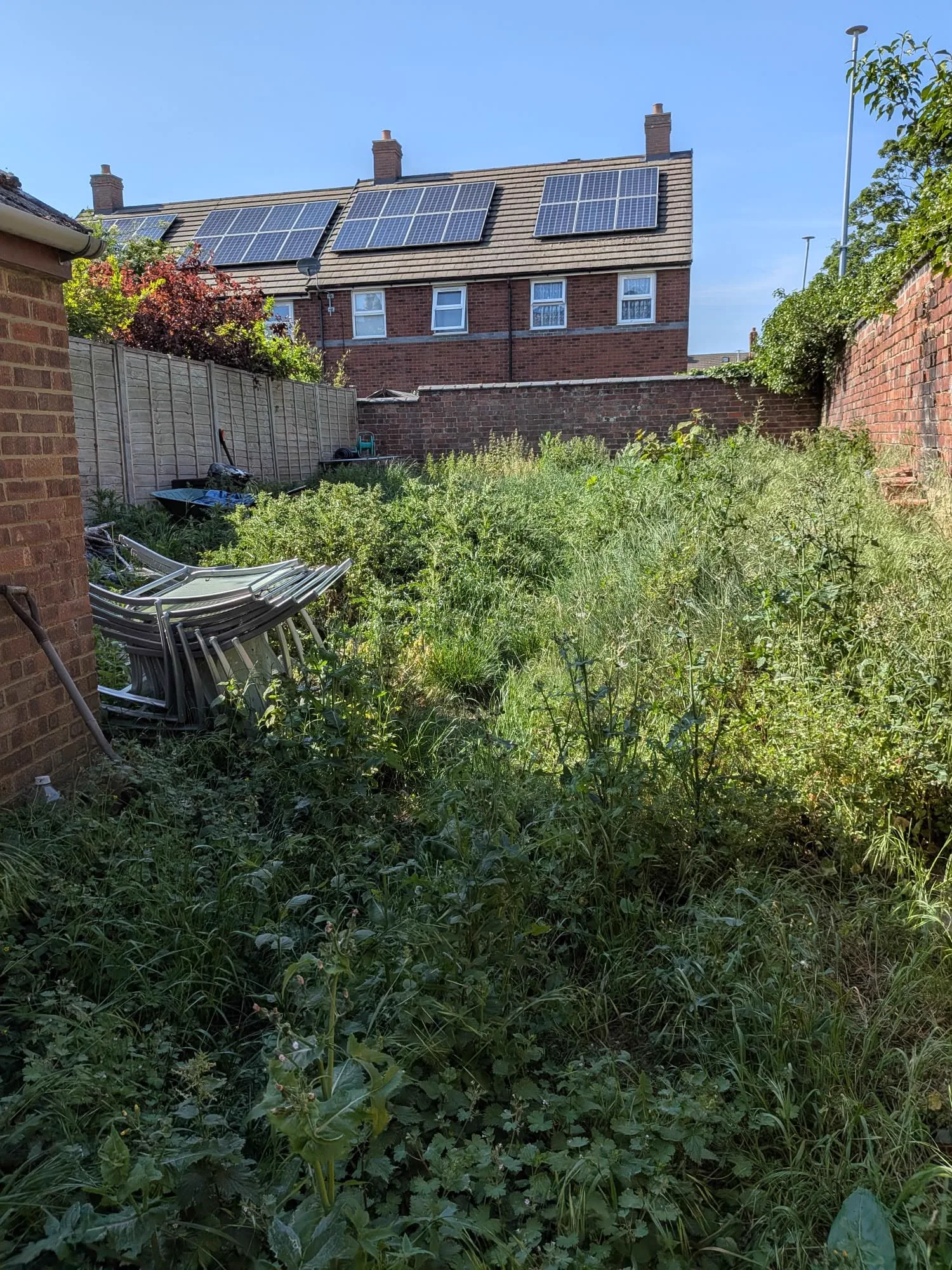 Sunny overgrown garden before a complete landscaping makeover